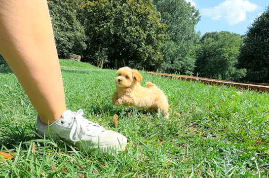Cute Malt a Poo Poodle Mix Puppy