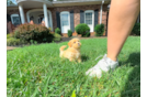 Maltipoo Puppy for Adoption