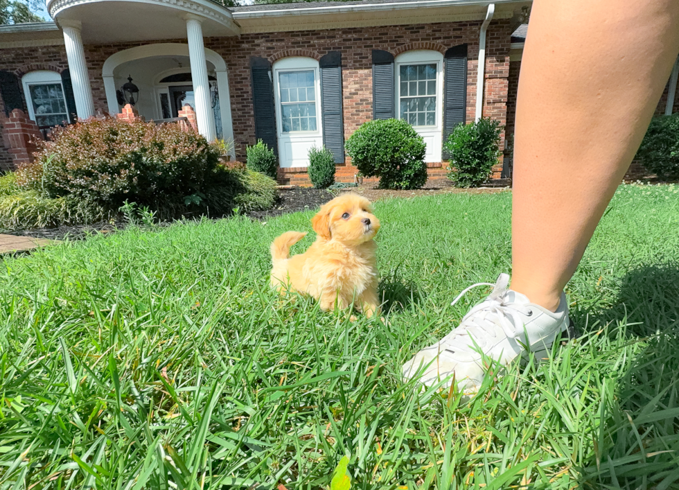 Maltipoo Puppy for Adoption