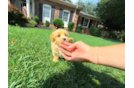 Best Maltipoo Baby