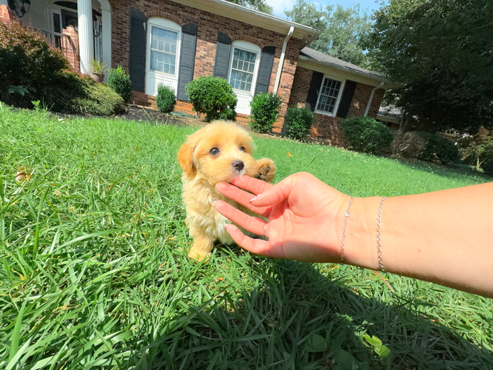 Best Maltipoo Baby