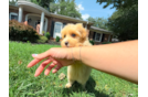 Cute Malt a Poo Poodle Mix Puppy