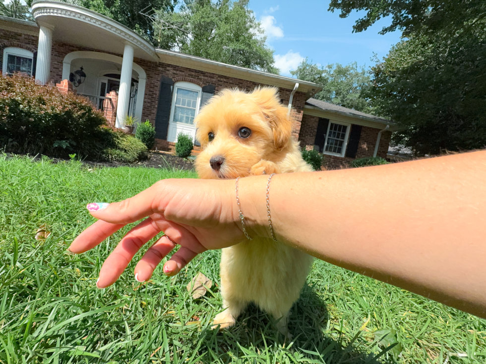 Cute Malt a Poo Poodle Mix Puppy