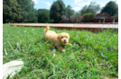 Cute Maltipoo Poodle Mix Pup