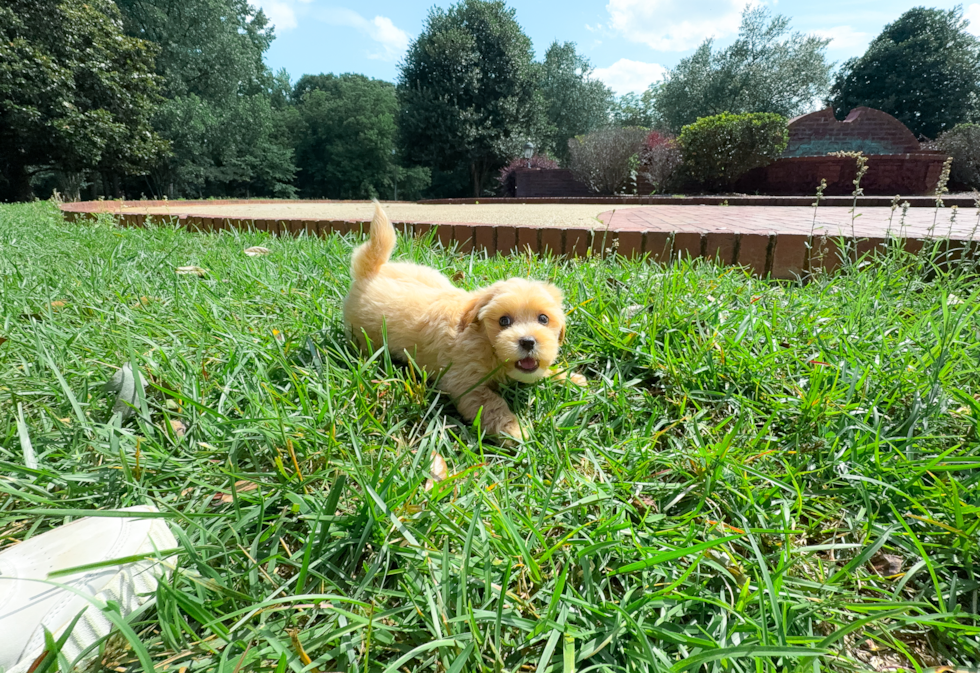Cute Maltipoo Poodle Mix Pup