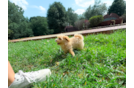 Maltipoo Puppy for Adoption