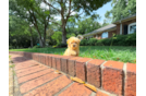 Best Maltipoo Baby