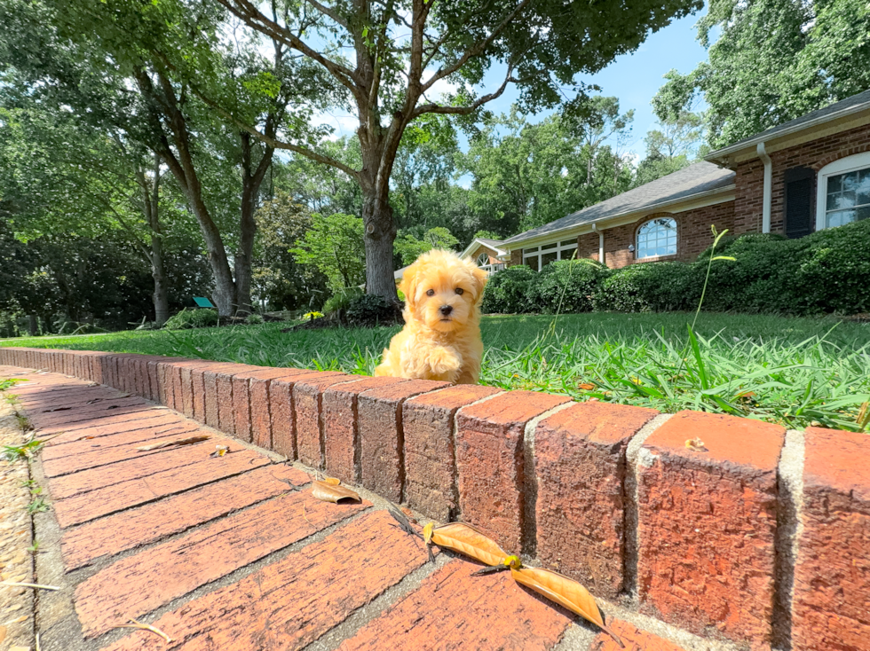 Best Maltipoo Baby