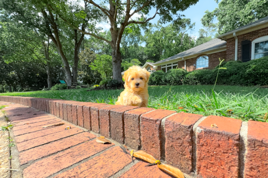 Best Maltipoo Baby