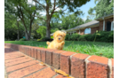 Maltipoo Pup Being Cute