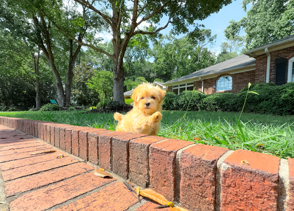 Maltipoo Pup Being Cute