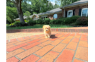 Cute Malt a Poo Poodle Mix Puppy