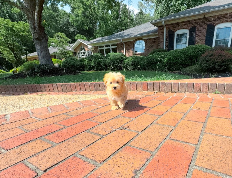 Cute Malt a Poo Poodle Mix Puppy