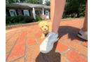 Maltipoo Puppy for Adoption