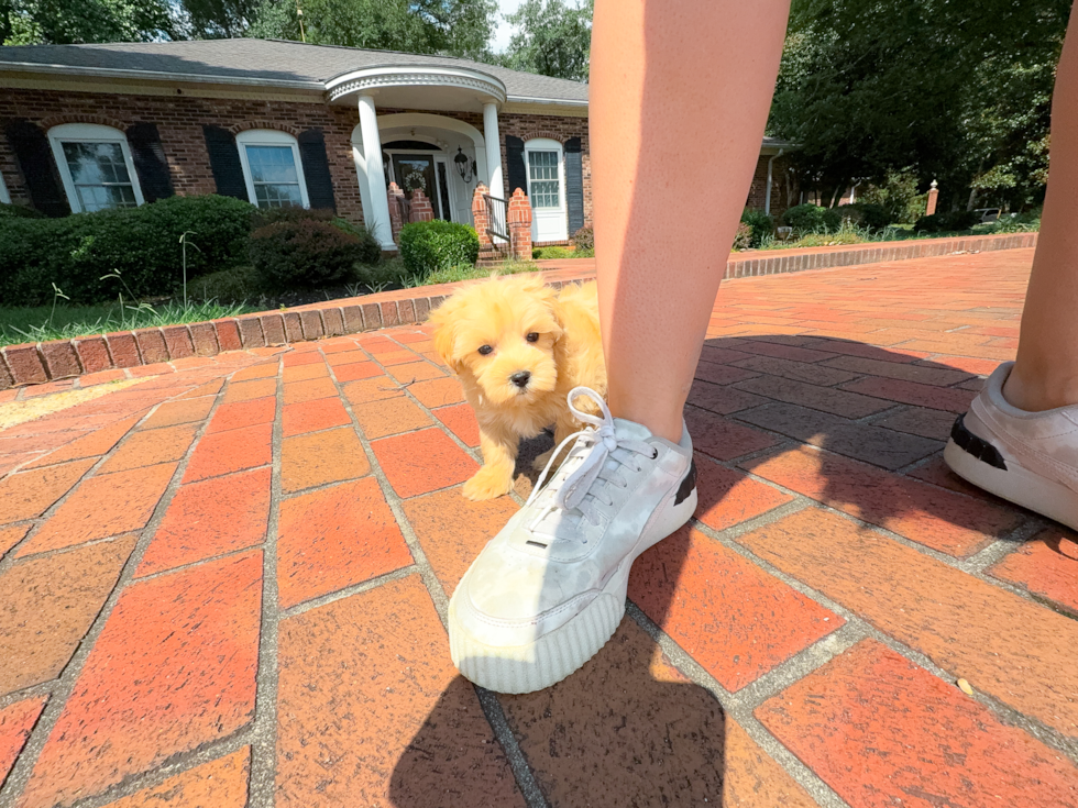Maltipoo Puppy for Adoption
