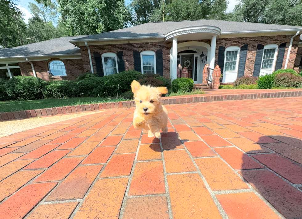 Maltipoo Pup Being Cute