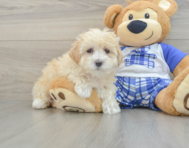 8 week old Maltipoo Puppy For Sale - Simply Southern Pups