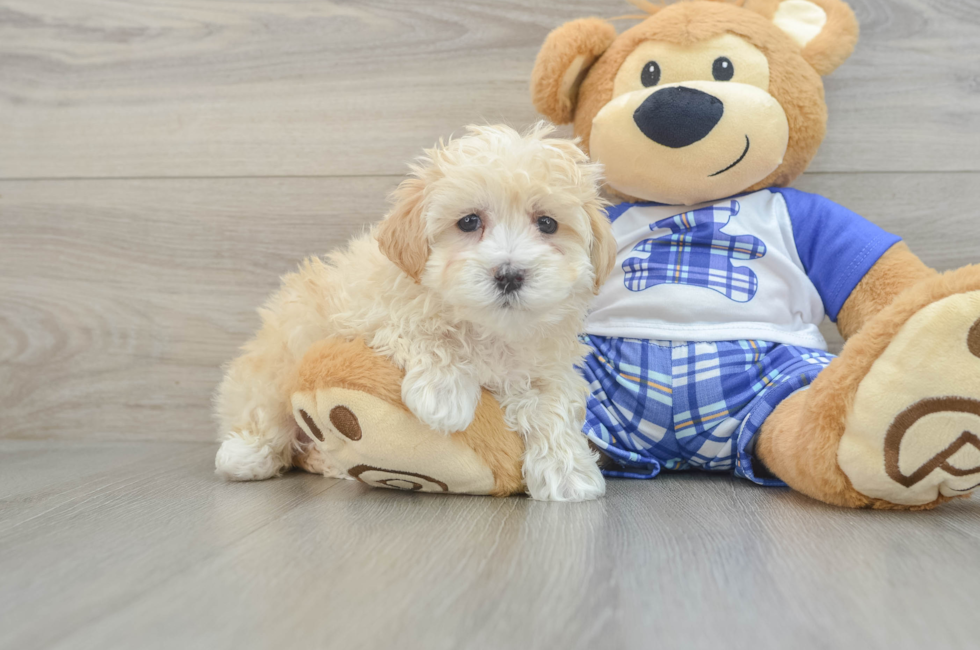 6 week old Maltipoo Puppy For Sale - Simply Southern Pups