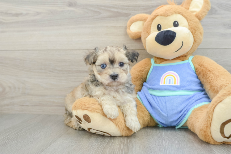 Maltipoo Pup Being Cute