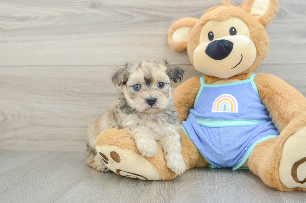 5 week old Maltipoo Puppy For Sale - Simply Southern Pups