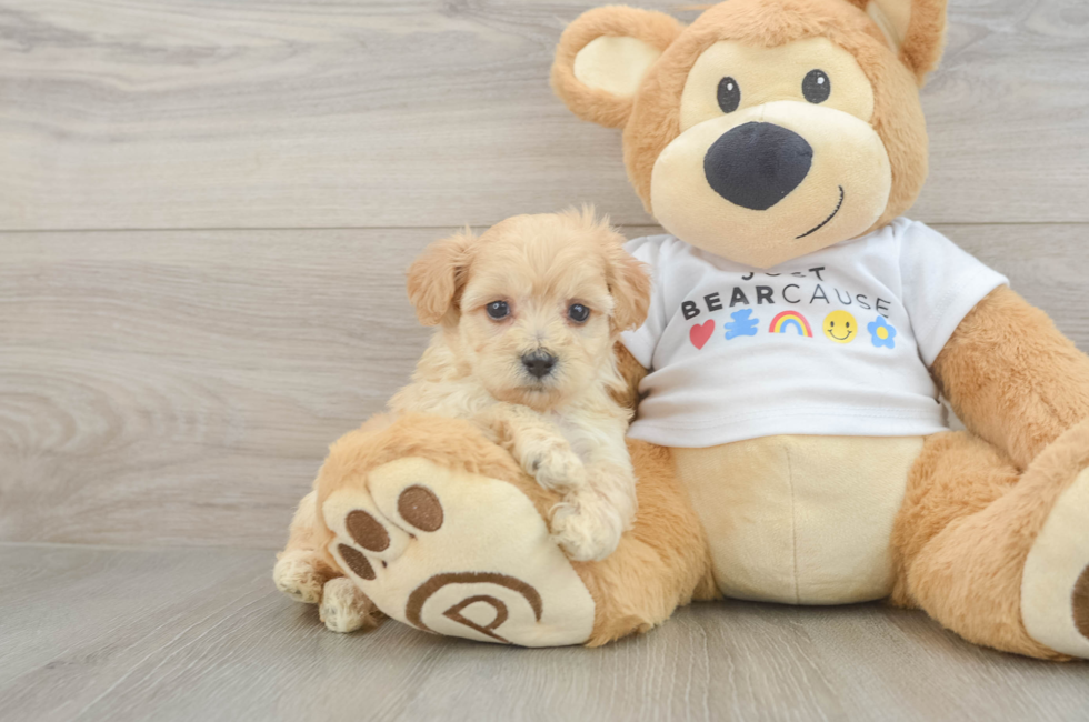 6 week old Maltipoo Puppy For Sale - Simply Southern Pups