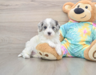 8 week old Maltipoo Puppy For Sale - Simply Southern Pups