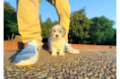 Cute Malt a Poo Poodle Mix Puppy