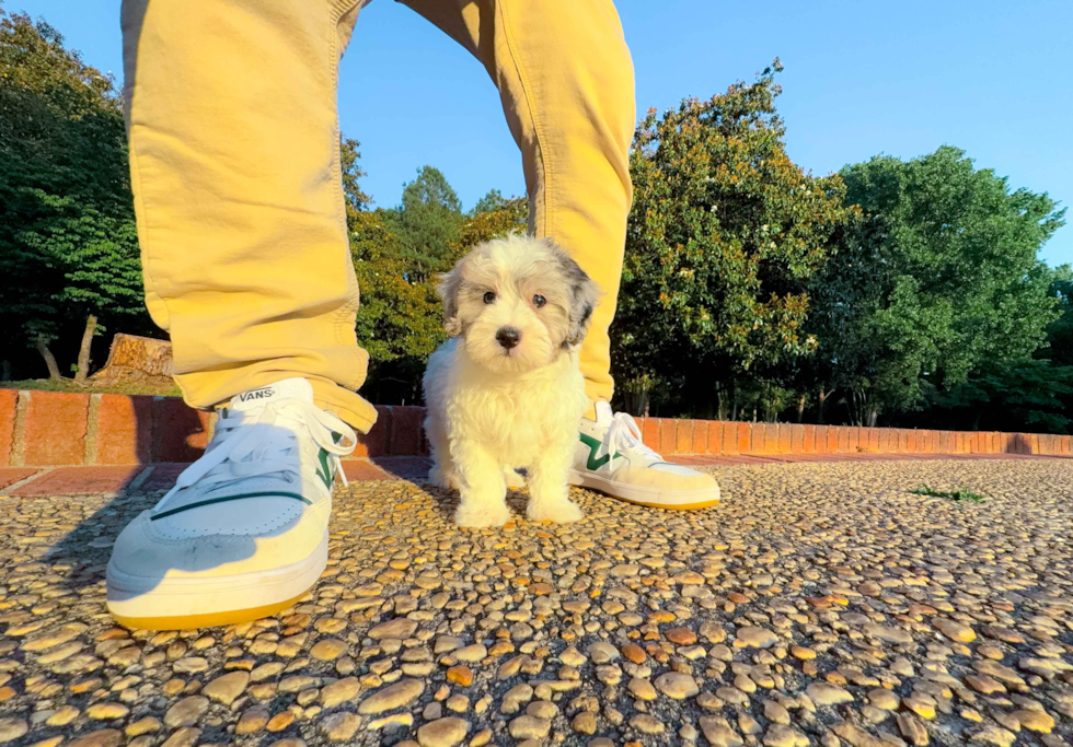 Cute Malt a Poo Poodle Mix Puppy