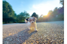 Best Maltipoo Baby