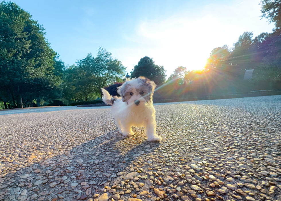 Best Maltipoo Baby