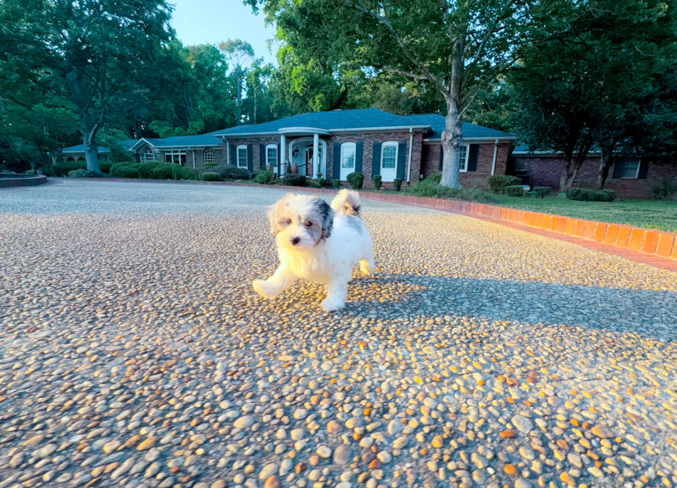 Cute Malt a Poo Poodle Mix Puppy