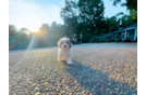 Best Maltipoo Baby