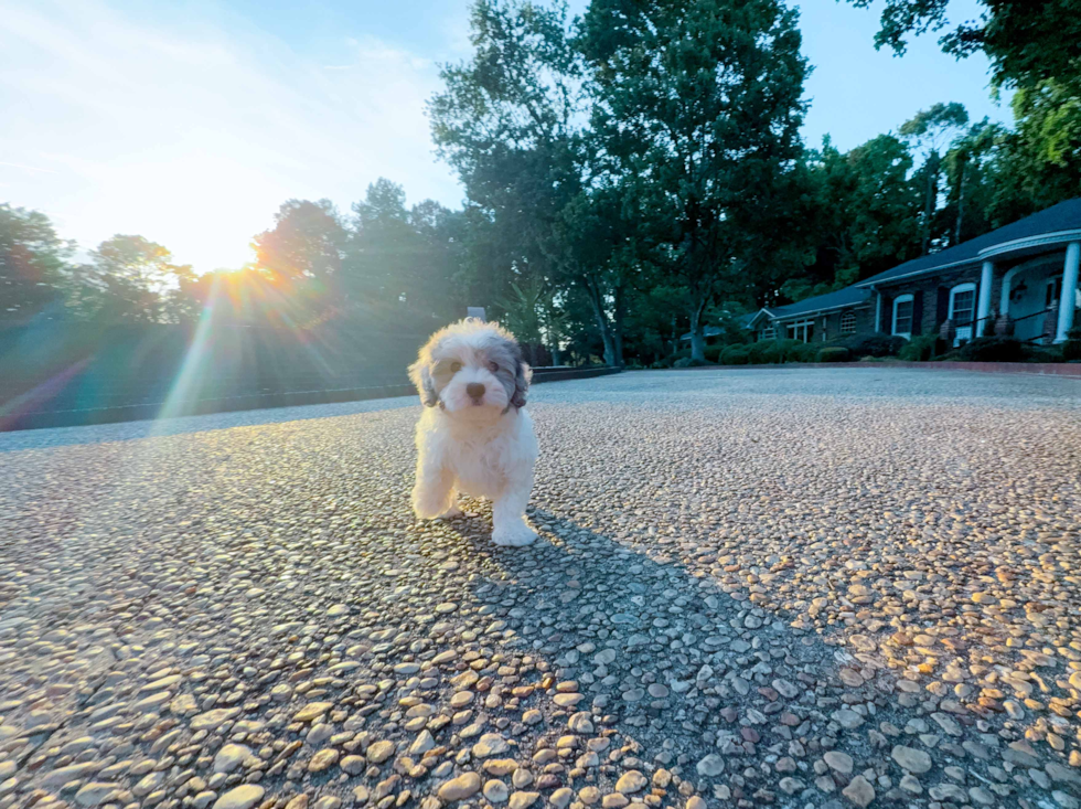 Best Maltipoo Baby