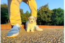 Best Maltipoo Baby