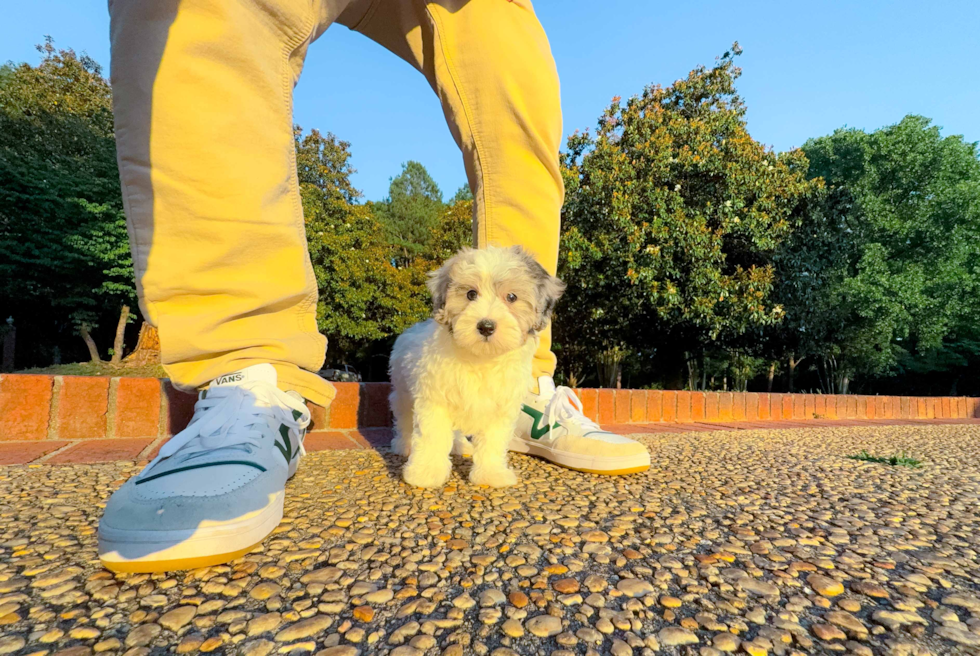 Best Maltipoo Baby
