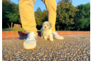 Cute Maltipoo Poodle Mix Pup
