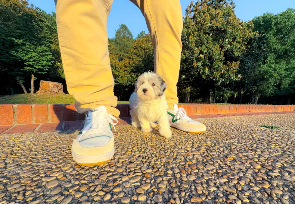 Cute Maltipoo Poodle Mix Pup