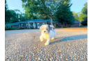Cute Malt a Poo Poodle Mix Puppy