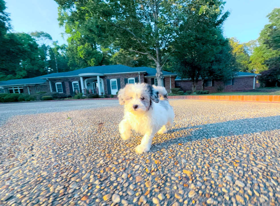 Cute Malt a Poo Poodle Mix Puppy
