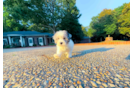 Best Maltipoo Baby