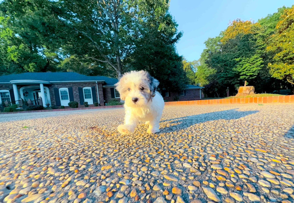 Best Maltipoo Baby