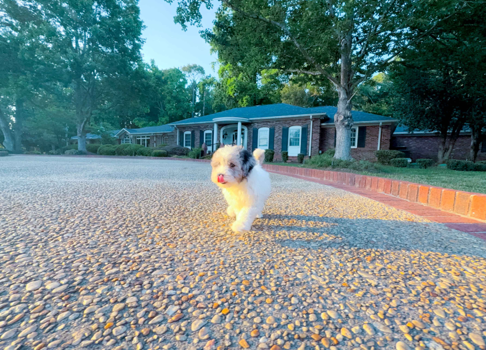 Cute Malt a Poo Poodle Mix Puppy