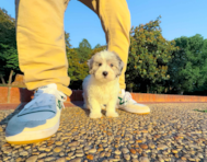 9 week old Maltipoo Puppy For Sale - Simply Southern Pups