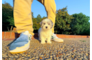 Maltipoo Pup Being Cute