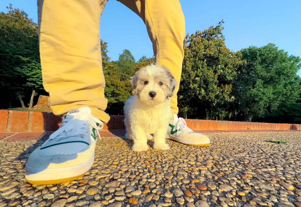 Maltipoo Pup Being Cute
