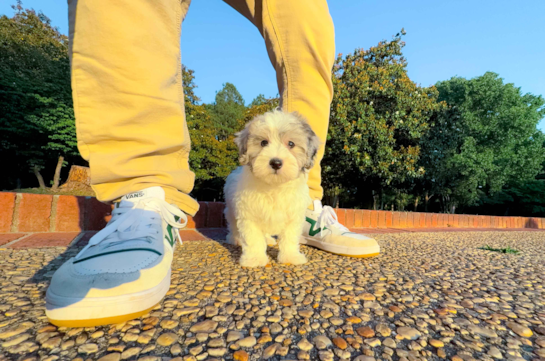 Maltipoo Pup Being Cute