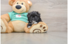Cute Maltipoo Baby