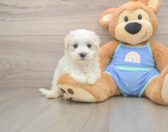 8 week old Maltipoo Puppy For Sale - Simply Southern Pups