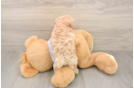 Smart Maltipoo Poodle Mix Pup