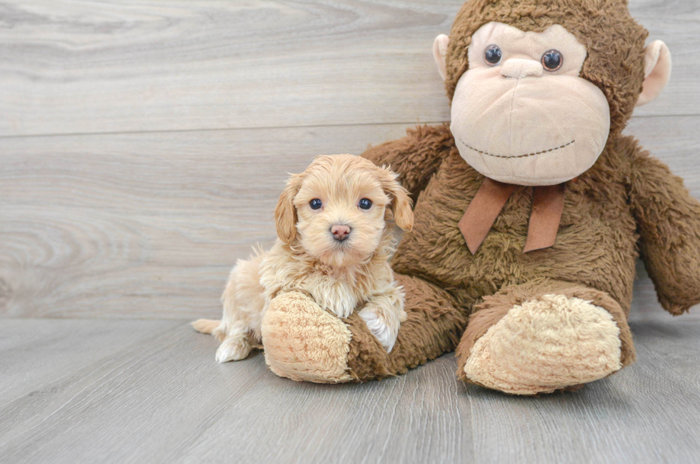 6 week old Maltipoo Puppy For Sale - Simply Southern Pups